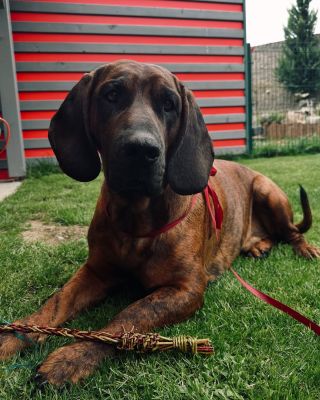 POŠLETE NÁM FOTKU SVÉHO KOLEDNÍKA!!♥️ Náš hlavní model Neroušek se připravuje do akce🥚 #dogcollars #easter #hannover #dog...