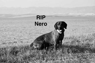 Omlouvám se za delší neaktivitu, je třeba vysvětlení: Když osud zkříží ti plány… Naprosto nečekaně nám odešlo naše...